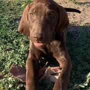 Pudelpointers from Down River Gun Dogs