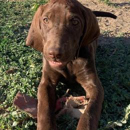 Pudelpointers from Down River Gun Dogs