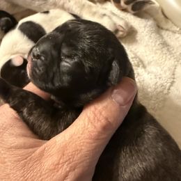 Anise - Brindle female French Bulldog puppy in Billings, Montana from Sugarloaf French bulldogs and Australian cattle dogs