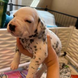Rohan - White and black male Dalmatian puppy in Conroe, Texas from Saint Rocco's Dalmatians