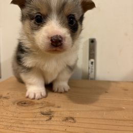 American Corgi and Australian Shepherd Puppies from KC Bar