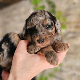 Tigris - Blue merle female Bernedoodle puppy in Marshall, Michigan from Whispering Aspen Homestead