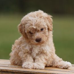 Callie - Orange female Lagotto Romagnolo puppy in Seymour, Missouri from Terra Incognita