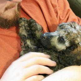 Jazz - Sable female Poodle puppy in Kirkville, New York from Mosswood Standard Poodles