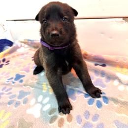 Purple Collar - Fawn sable female Belgian Malinois puppy in Trenton, Georgia from Laeknir K9