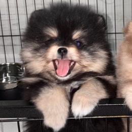 Paradox - Black and tan male Pomeranian puppy in Fayetteville, North Carolina from Tar-heel Poms