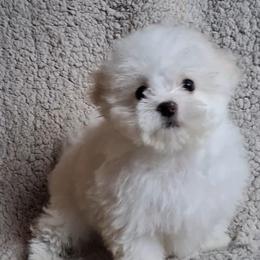 Maltipoo Puppies from Little Cupcakes and Little Punkins Maltipoos