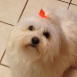 Dixie - Coton de Tulear