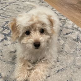 lylah - Maltipoo