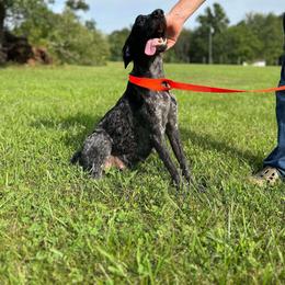 Rain - German Shorthaired Pointer