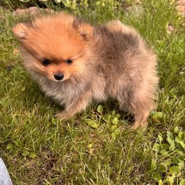 Pomeranian Puppies from Maine Pom’s
