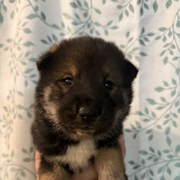 Male 2 - Black sesame male Shikoku puppy in Charleston, West Virginia from Kiseki No Yama