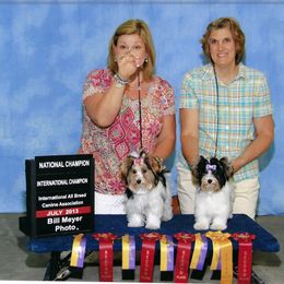 Biewer Terrier Puppies from Butterfly Biewers