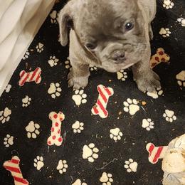 Steel - Blue male French Bulldog puppy in Goshen, Ohio from Washburns bostons