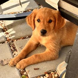 Golden Retriever puppies from Lynes of Doodles