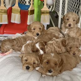 Australian Labradoodle Puppies from Integrity Labradoodles