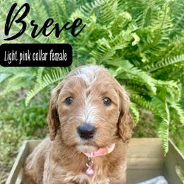 Breve - Red  female Goldendoodle puppy in Taylorsville, North Carolina from Doggone Dixie Doodles