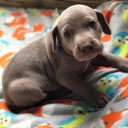 Rhodesian Ridgeback and Weimaraner Puppies from PC Farms