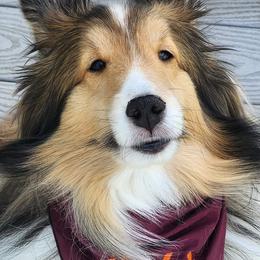 Shetland Sheepdog All Grown Up from Wistwin