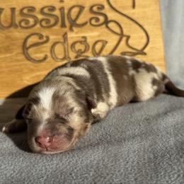 Genesis - Red merle male Australian Shepherd puppy in Litchfield, New Hampshire from Aussies Edge Farm