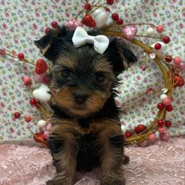 Josie - Blue and gold female Yorkshire Terrier puppy in Monticello, Iowa from Ashley’s Puppies