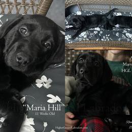 Agent Maria Hill - Light Blue Collar, Black Female - 3,000 - Black female Labrador Retriever puppy in Eaton Rapids, Michigan from Higher Ground Labradors