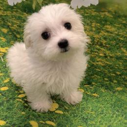 Sassy - White female Maltese puppy in North Myrtle Beach, South Carolina from Perfect Puppies