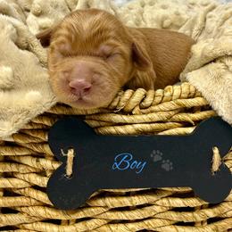 Boy 6 - Caramel male Australian Labradoodle puppy in Sacramento, California from Delta Breeze Labradoodles
