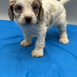 Tate - Cream male Cavapoo puppy in Burke, New York from Patti’s Puppies