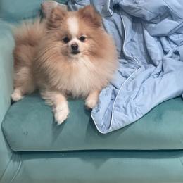 Spock - Pomeranian