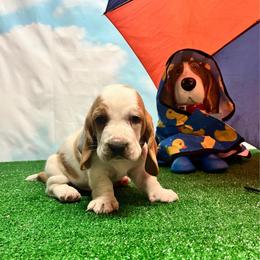 Brown Collar Little Boy - Lemon and white male Basset Hound puppy in Hurtsboro, Alabama from PARK’s Family Farm