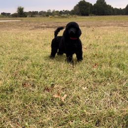 Dalmatian, Poodle, and Rhodesian Ridgeback Puppies from Ruffles, Ridges, & Spots!
