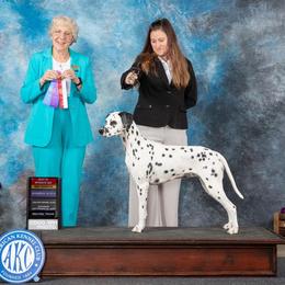 Dalmatians from Wonderland Dalmatians