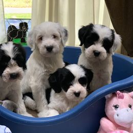 Tibetan Terrier All Grown Up from Kham Ra Tibetans