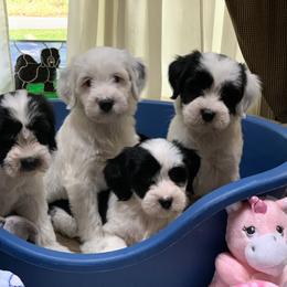 Tibetan Terrier All Grown Up from Kham Ra Tibetans
