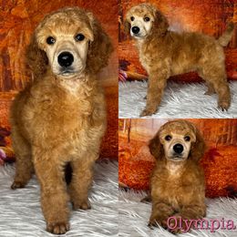 Painted Lady - Red  Poodle puppy in Swansboro, North Carolina from Monarch Standard Poodles