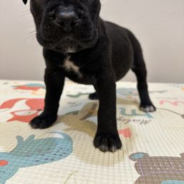 Luna - Black female Cane Corso puppy in Lancaster, California from Catanzaro Cane Corso