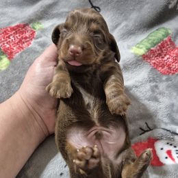 Klaus - Chocolate and tan male Dachshund puppy in Aiken, South Carolina from Paragon Puppies