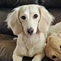 Toot - Dachshund