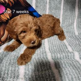 Black collar Ruby - Apricot female Goldendoodle puppy in Fairmount, Indiana from Capens' Doodles,Poodles and Poo's