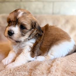 Trixie - Red sable female Havapoo puppy in Roseburg, Oregon from Sharon’s Sheepadoodle’s