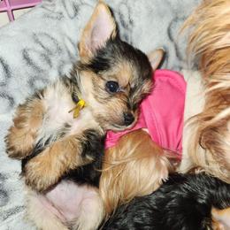 Yellow Collar - Black and gold female Yorkshire Terrier puppy in Sidney, Ohio from Little Yorkie World