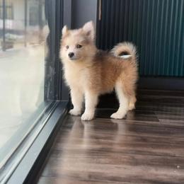 Sterling - male Nenets Herding Laika puppy in Rockwell, Texas from Mystic Winds Nenets Laikas