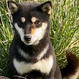 Kopa - Shiba Inu