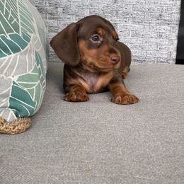 Mack Jr. - Chocolate and tan male Dachshund puppy in Cape Coral, Florida from Dukers Dachshunds