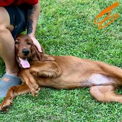 Mr Orange - Mahogany male Irish Setter puppy in Leslie, Arkansas from Shakarri Irish Setters