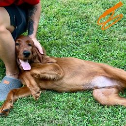Mr Orange - Mahogany male Irish Setter puppy in Leslie, Arkansas from Shakarri Irish Setters