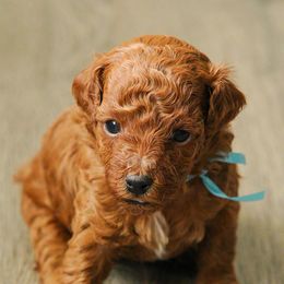 Blue - Red  male Poodle puppy in Bessemer City, North Carolina from JJs Puppies of the Carolinas