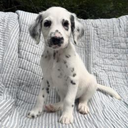 Harry - LUA long coat - White and black male Dalmatian puppy in Jefferson, Georgia from Spotted Jewels Dalmatians