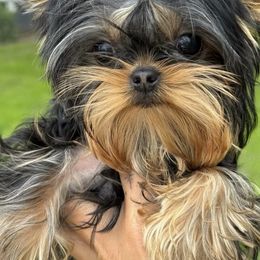 Yorkshire Terrier puppies from Yorkies Boutique